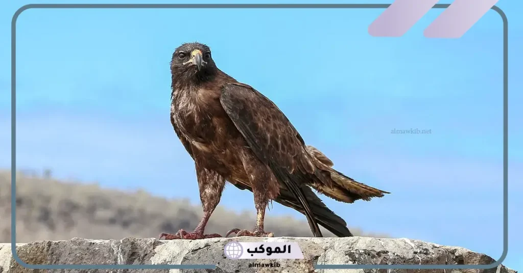 رؤية الصقر في المنام للعزباء