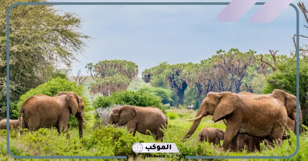 هل يعيش الفيل في الغابة