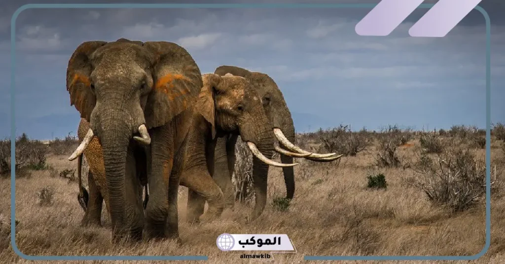 ذكاء الفيلة وسلوكها الاجتماعي