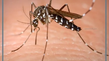 الناموس والبعوض