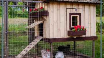 بيت الدجاجه