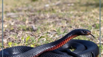 تأويل الثعبان