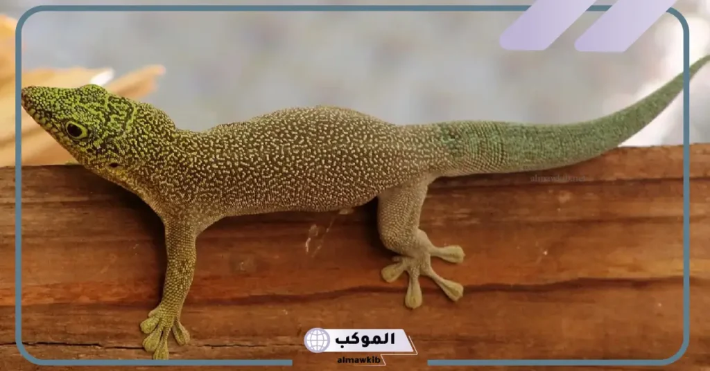 هل الوزغ في المنام يدل على السحر؟