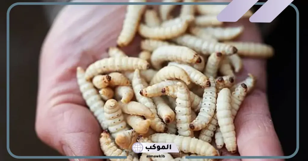 خروج الدود من الجسم في المنام للعزباء