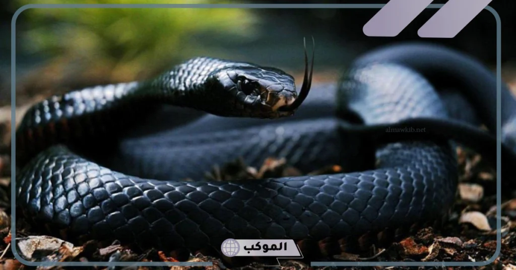 تفسير حلم الثعبان الأسود للرجل 