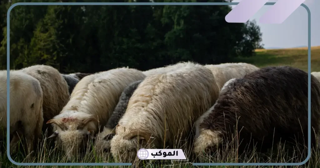 تفسير حلم رؤية الغنم في المنام للمتزوجة والرجل العازب عند ابن سيرين 6 رؤية الغنم في المنام للرجل العازب