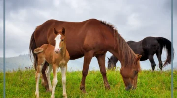 تعرف على مدة حمل الفرس