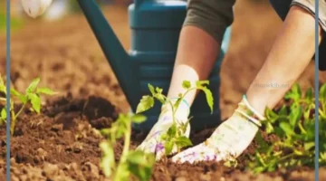 تفسير حلم الأرض الزراعية