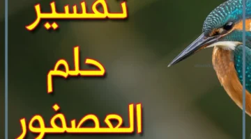 تفسير حلم العصفور في المنام