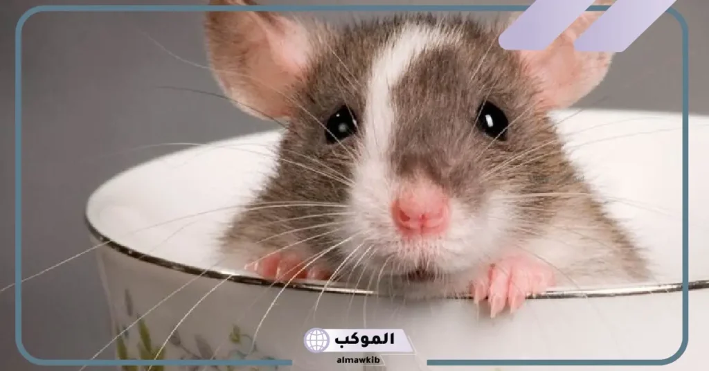 رؤية الفأر في المنام وقتله للعزباء