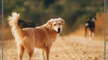 تفسير حلم رؤية الكلاب الأليفة في المنام لابن سيرين