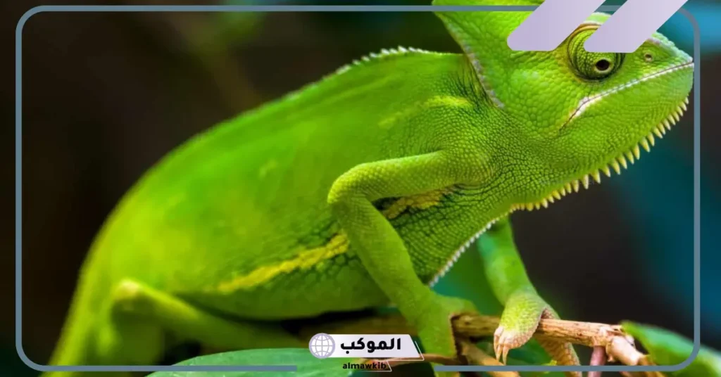 تفسير حلم الحرباء في المنام للمطلقة والمتزوجة والعزباء لابن سيرين لابن سيرين والنابلسي 6 رؤية الحرباء في المنام للمتزوجة