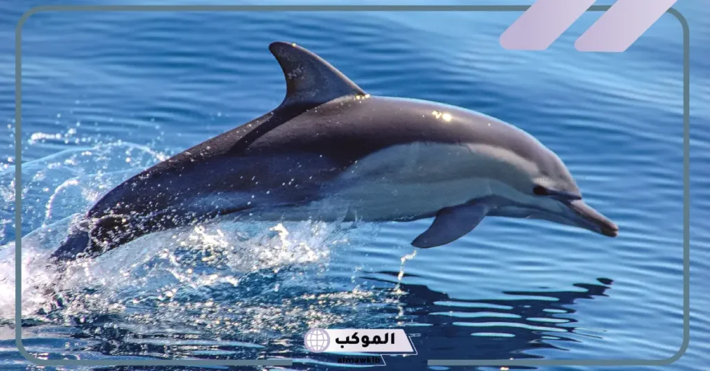 تفسير حلم دلفين للعزباء