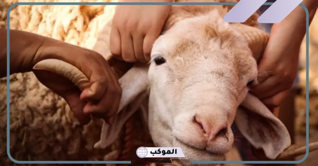 رؤية ذبة الخروف في المنام للمتزوجة