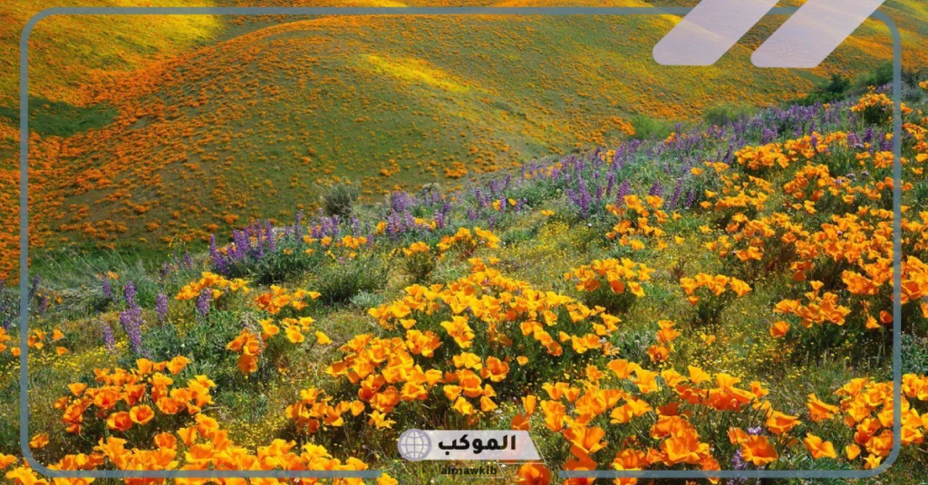 عبارات عن فصل الربيع 