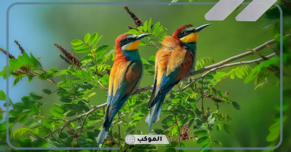 رؤية العصافير في المنام للرجل