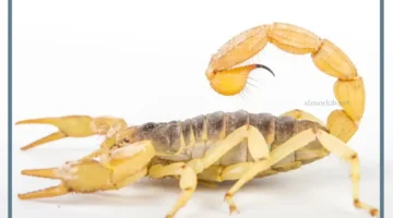 حلم قتل عقرب