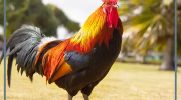 حلمت بالديك