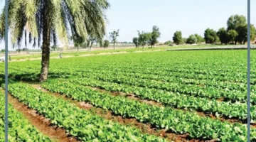 حلمت بالزراعة