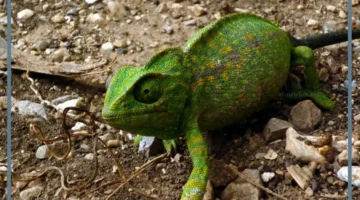 حلمت بحرباء