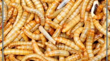 حلمت بدود يخرج من جسدي