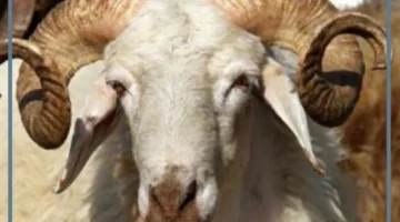 حلمت بذبح خروف