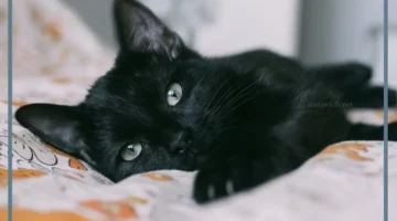 حلمت بقطط سوداء