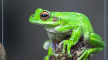 حياة الضفدع