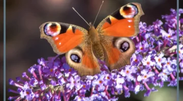 خمس جمل عن الفراشات