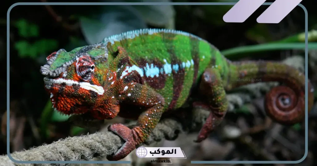 تفسير حلم الحرباء في المنام للمطلقة والمتزوجة والعزباء لابن سيرين لابن سيرين والنابلسي 5 رؤية الحرباء في المنام للعزباء