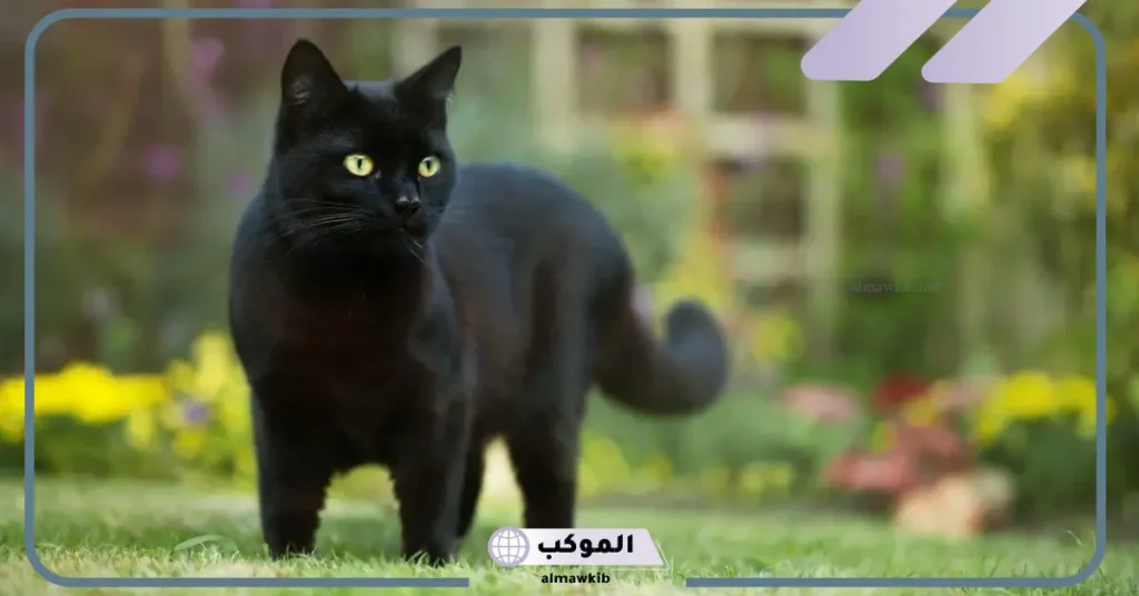 رؤية القط الأسود في المنام للعزباء