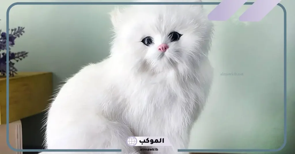 تفسير حلم قطة بيضاء للرجل المتزوج