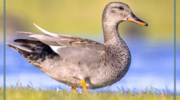 دلالة البط في المنام