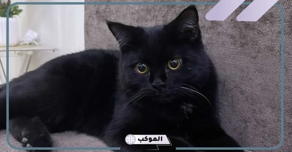 حلم القط الاسود للعزباء