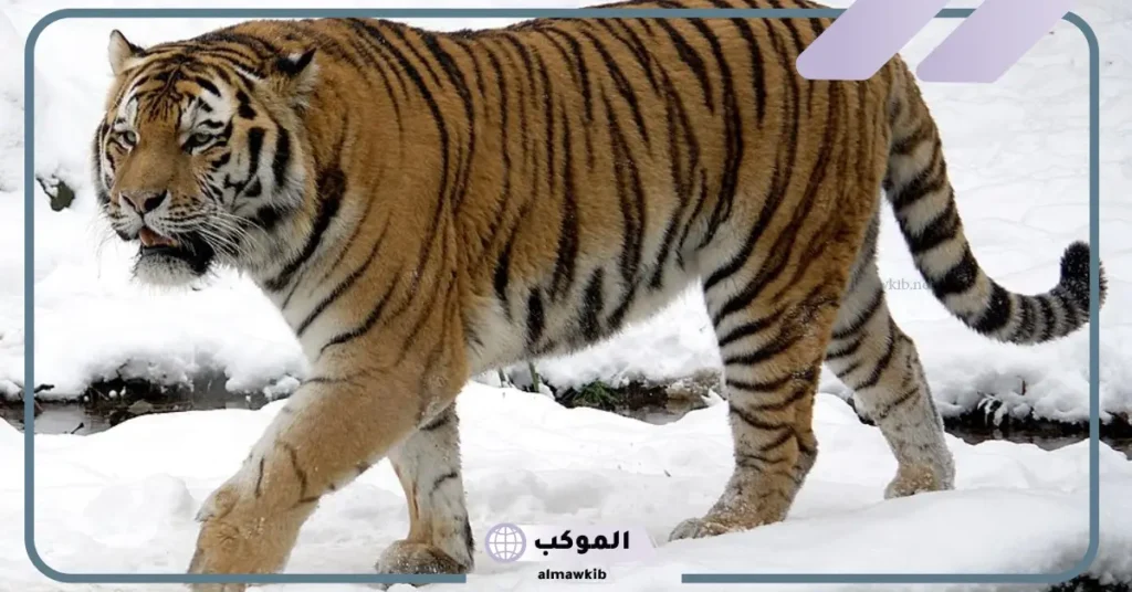 تفسير حلم النمر للمتزوجة والحامل والمطلقة في المنام عند ابن سيرين 5 تفسير حلم النمر للمتزوجة والحامل