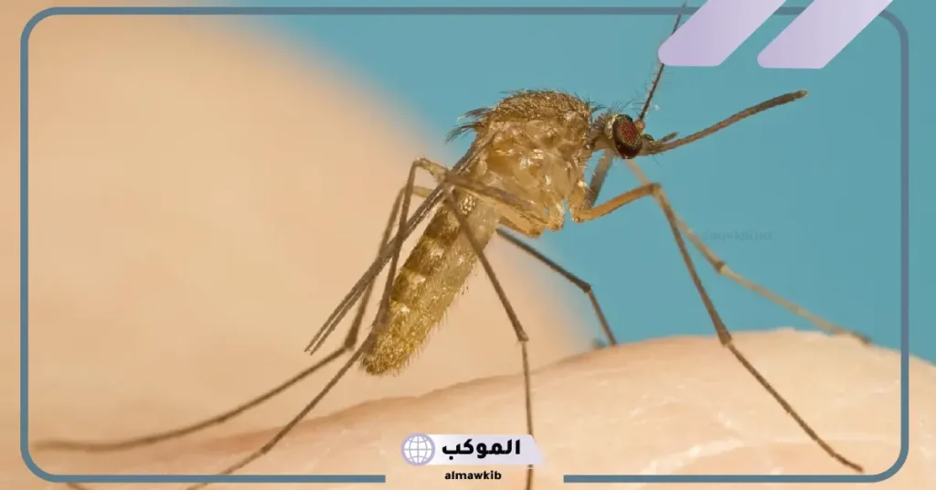 ما هو الفرق بين الناموس والبعوض.. الأمراض المنقولة بواسطة البعوض والناموس 6 الأمراض المنقولة بواسطة البعوض والناموس