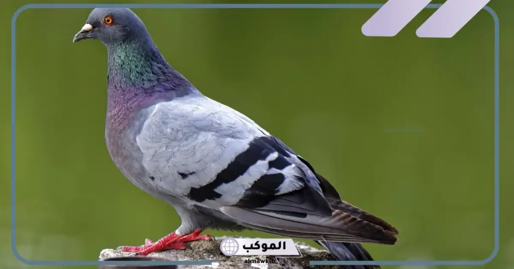 رؤية الحمام الأبيض في المنام للمتزوجة