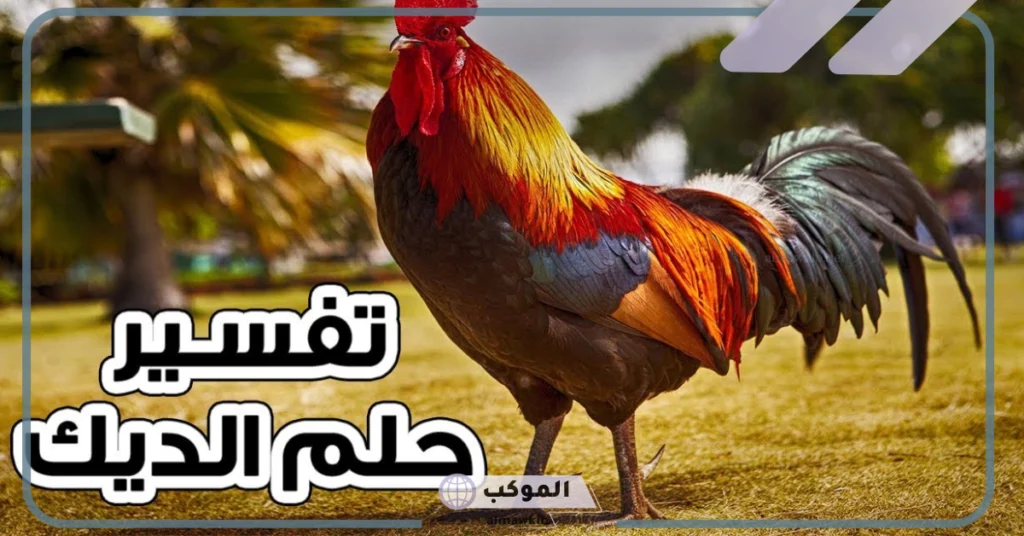 تفسير حلم رؤية الديك في المنام للمتزوجة والرجل وذبحه لابن سيرين 5 الديك في المنام للرجل