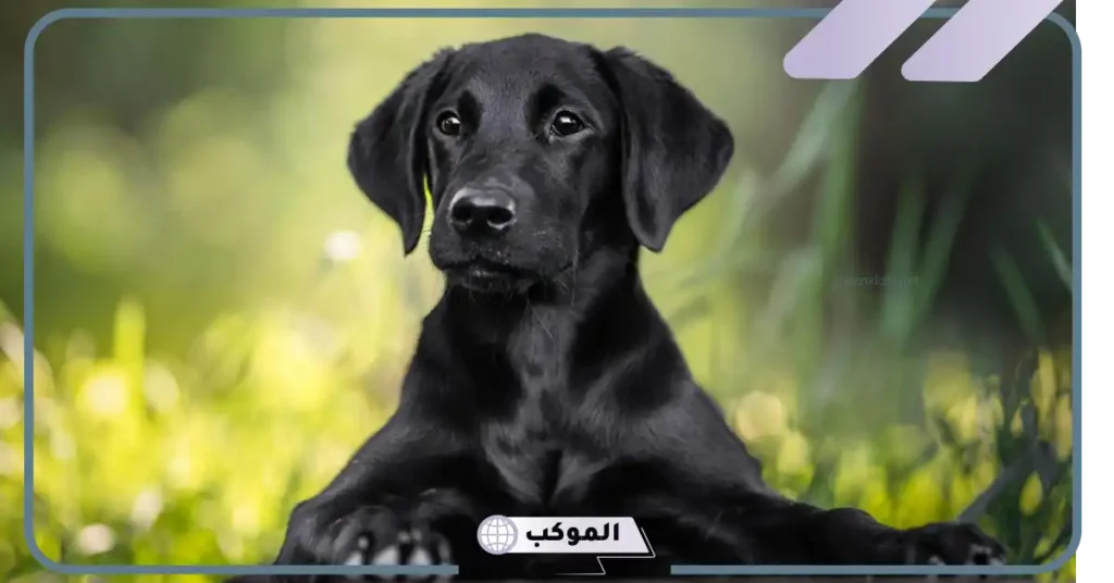 رؤية الكلاب في المنام والخوف منها
