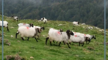 رمز حلم الغنم