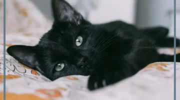 رمز حلم قط اسود