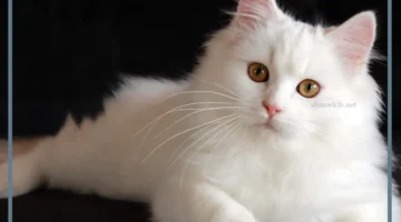 رمز حلم قطة بيضاء