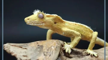 رمز حلم وزغ