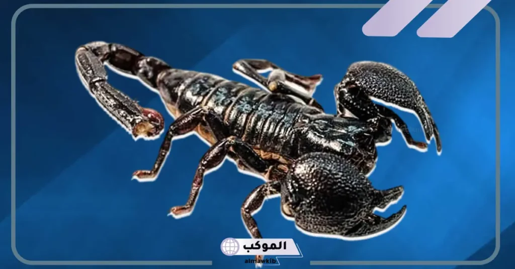 رؤية العقرب في المنام وقتلها للعزباء