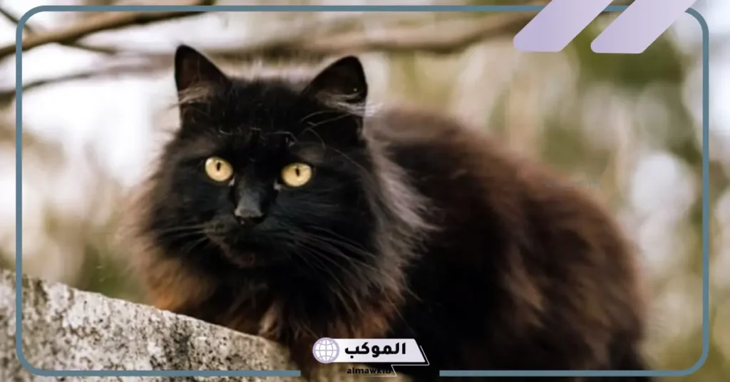 حلم القط الاسود للمتزوجة