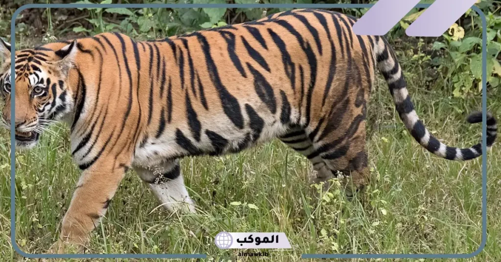 تفسير حلم النمر للمتزوجة والحامل والمطلقة في المنام عند ابن سيرين 6 هجوم النمر في المنام للمتزوجة