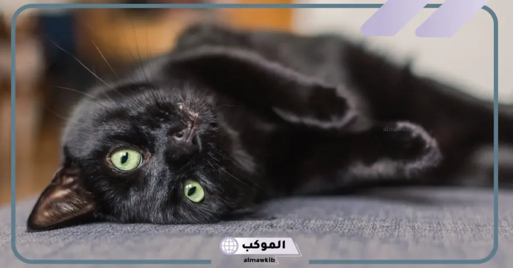 تفسير حلم قط أسود يهاجمني