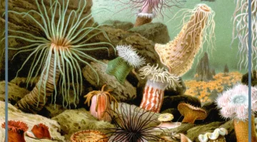 شقائق البحر