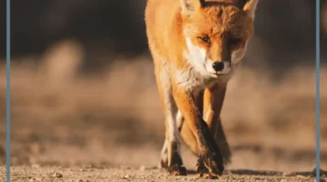 صفات أنثى الثعلب