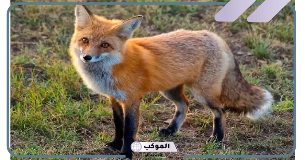 صفات الثعلب عند العرب